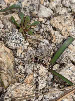 Red sierra onion(Allium obtusum)