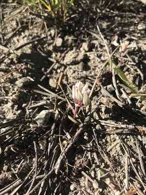 Red sierra onion(Allium obtusum)