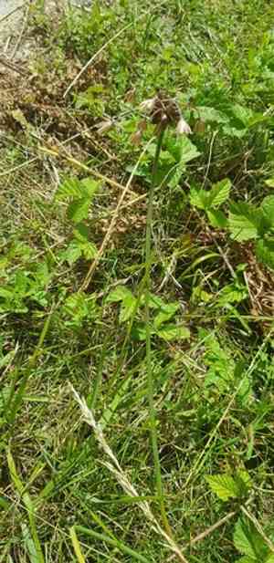 Field garlic(Allium oleraceum)