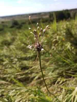 Field garlic(Allium oleraceum)