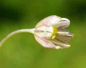 Field garlic(Allium oleraceum)