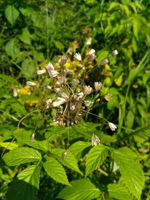 Field garlic(Allium oleraceum)