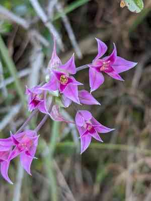 Mexicali onion(Allium peninsulare)