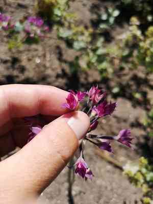 Mexicali onion(Allium peninsulare)