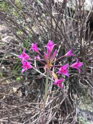 Mexicali onion(Allium peninsulare)