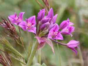 Mexicali onion(Allium peninsulare)