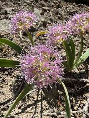 Broadstemmed onion(Allium platycaule)