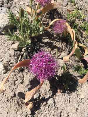 Broadstemmed onion(Allium platycaule)