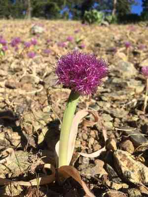 Broadstemmed onion(Allium platycaule)