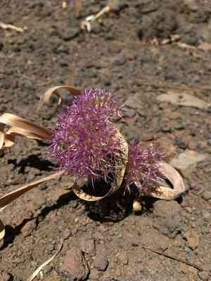 Broadstemmed onion(Allium platycaule)