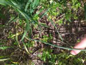 Round-headed leek(Allium rotundum)