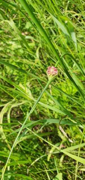 Round-headed leek(Allium rotundum)