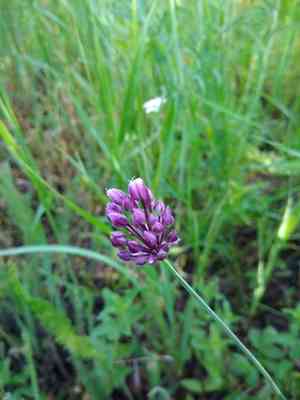 Round-headed leek(Allium rotundum)