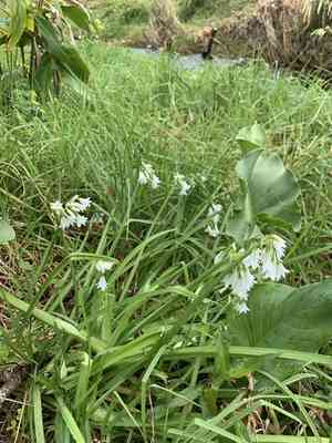 Three-cornered leek(Allium triquetrum)