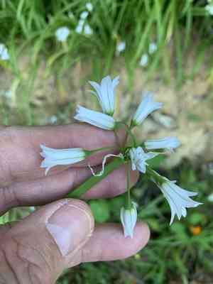 Three-cornered leek(Allium triquetrum)