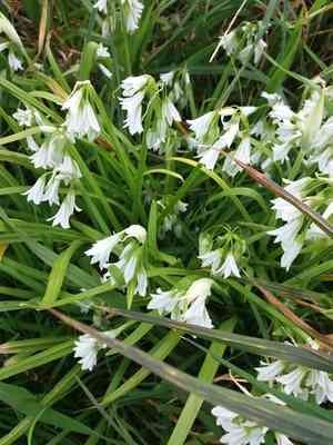 Three-cornered leek(Allium triquetrum)