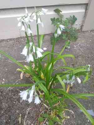 Three-cornered leek(Allium triquetrum)