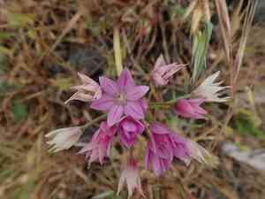 Oneleaf onion(Allium unifolium)