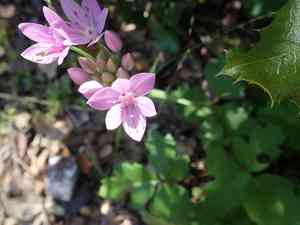 Oneleaf onion(Allium unifolium)