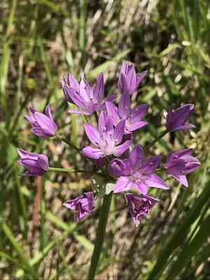 Oneleaf onion(Allium unifolium)