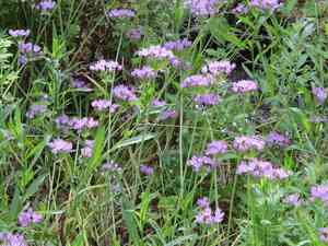 Oneleaf onion(Allium unifolium)