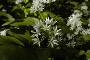 Ramson(Allium ursinum)