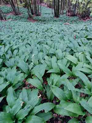 Ramson(Allium ursinum)