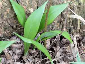 Ramson(Allium ursinum)
