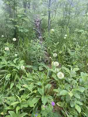 Alpine leek(Allium victorialis)