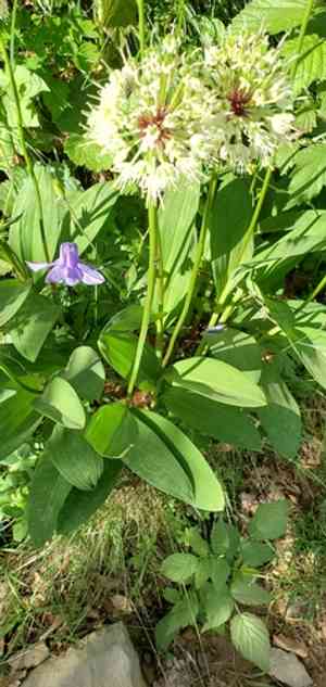 Alpine leek(Allium victorialis)