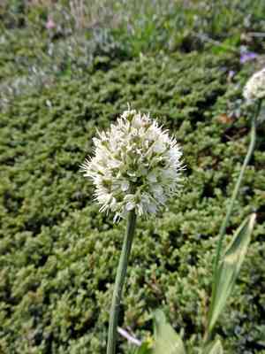 Alpine leek(Allium victorialis)