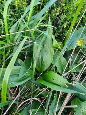 Alpine leek(Allium victorialis)