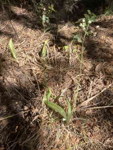 Onions (Allium)(Allium)