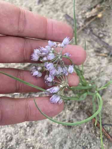 Onions (Allium)(Allium)