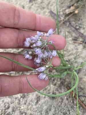 Onions (Allium)(Allium)