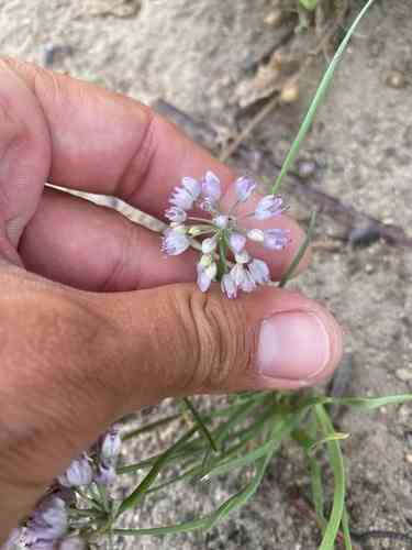 Onions (Allium)(Allium)