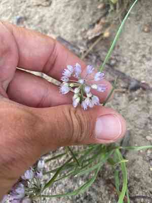 Onions (Allium)(Allium)