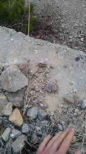 Onions (Allium)(Allium)