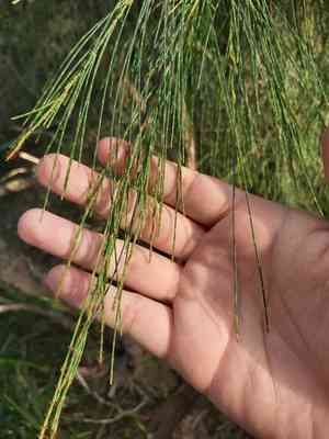 Black she oak(Allocasuarina littoralis)