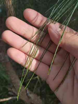 Black she oak(Allocasuarina littoralis)