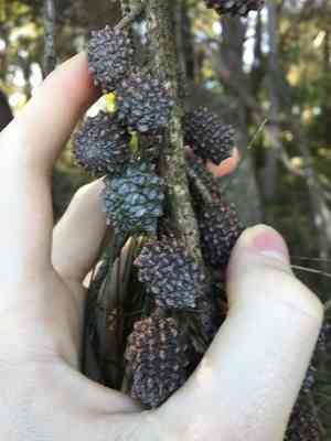 Black she oak(Allocasuarina littoralis)