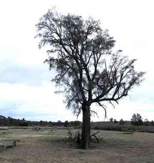 Bull-oak(Allocasuarina luehmannii)