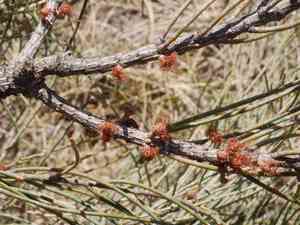 Bull-oak(Allocasuarina luehmannii)