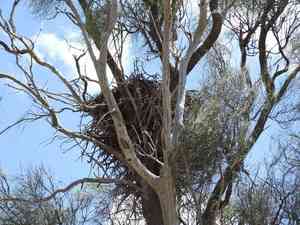 Bull-oak(Allocasuarina luehmannii)