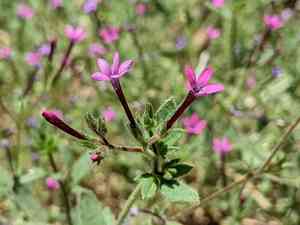 Purple false gilyflower(Allophyllum divaricatum)