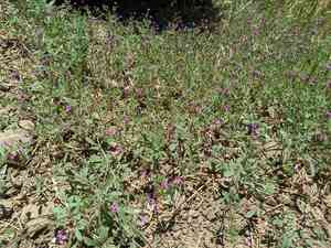Purple false gilyflower(Allophyllum divaricatum)