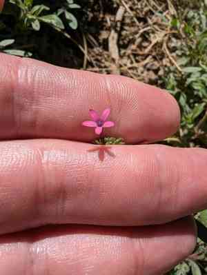 Purple false gilyflower(Allophyllum divaricatum)