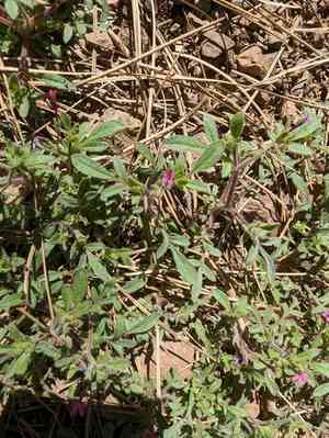Purple false gilyflower(Allophyllum divaricatum)