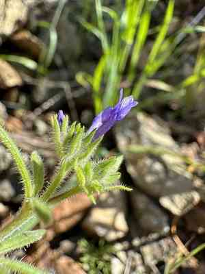 Dense false gilyflower(Allophyllum gilioides)