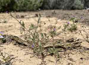 Dense false gilyflower(Allophyllum gilioides)
